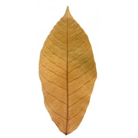 Véritable feuille de cacaoyer séchée 15 à 20cm